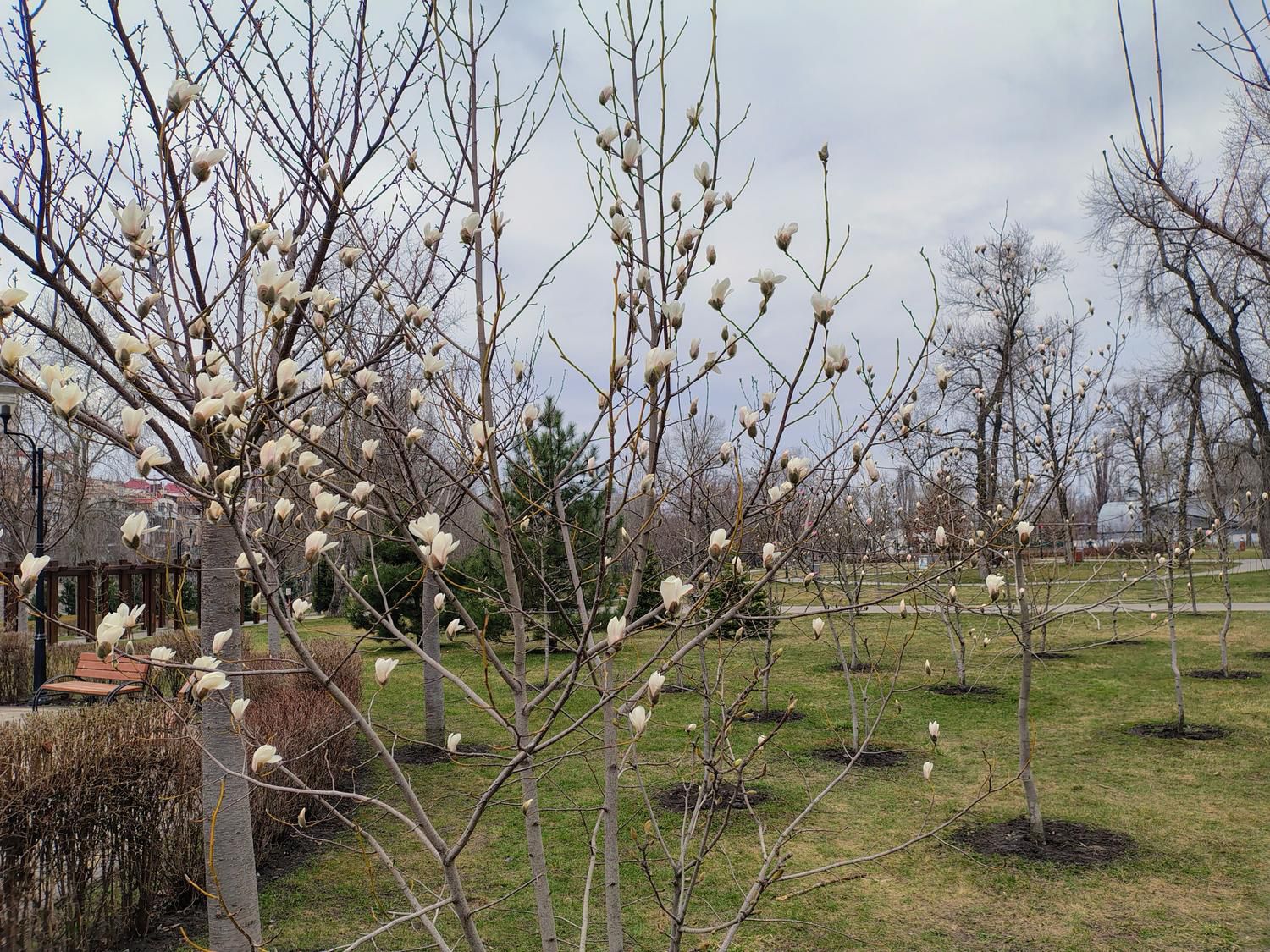 В Киеве расцвели первые сакуры и магнолии: где сделать яркие фото